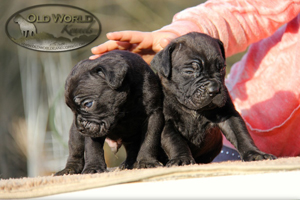 cane corso puppies